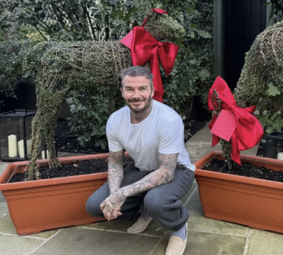 David Krijgt Twee Struiken Victoria Voor Valentijnsdag