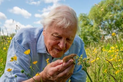 Documentaire Attenborough: Wild London op 100e verjaardag van Sir David Attenborough op televisie te zien